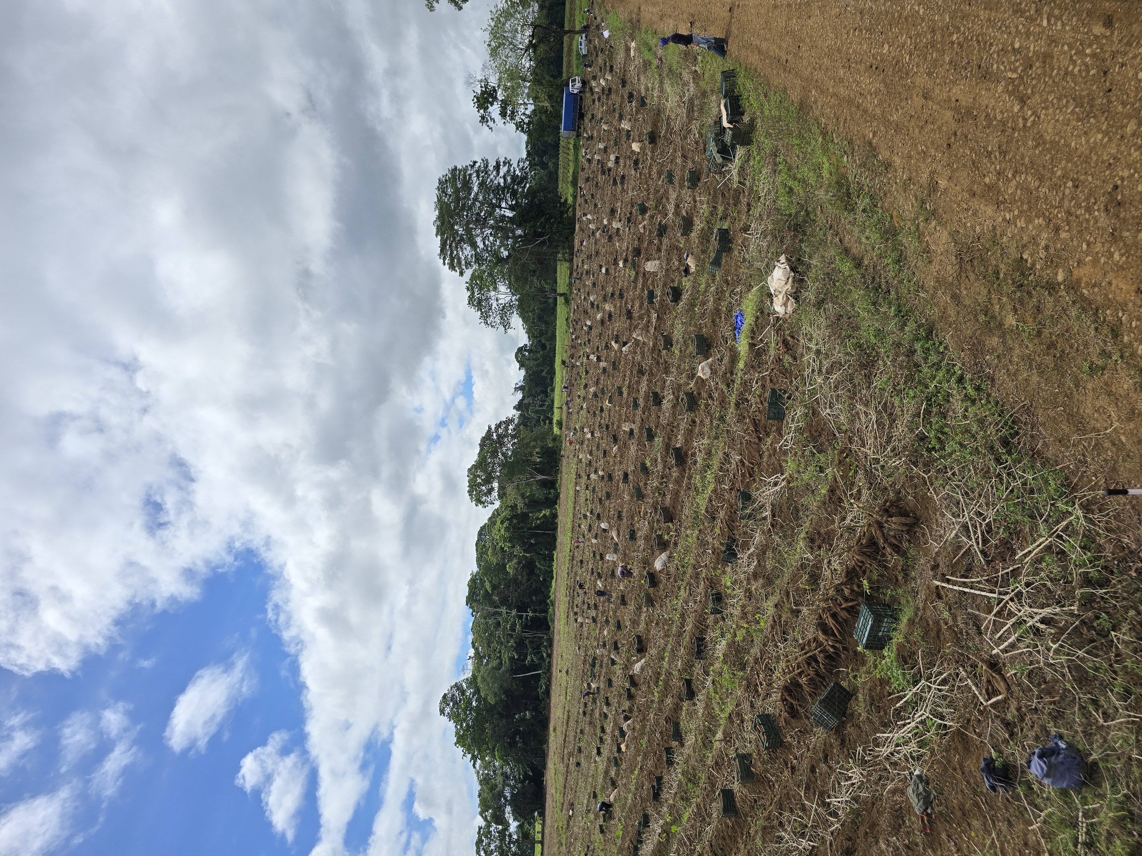 Finca agrícola en Costa Rica — paisaje tropical verde con cultivos de raíces y tubérculos