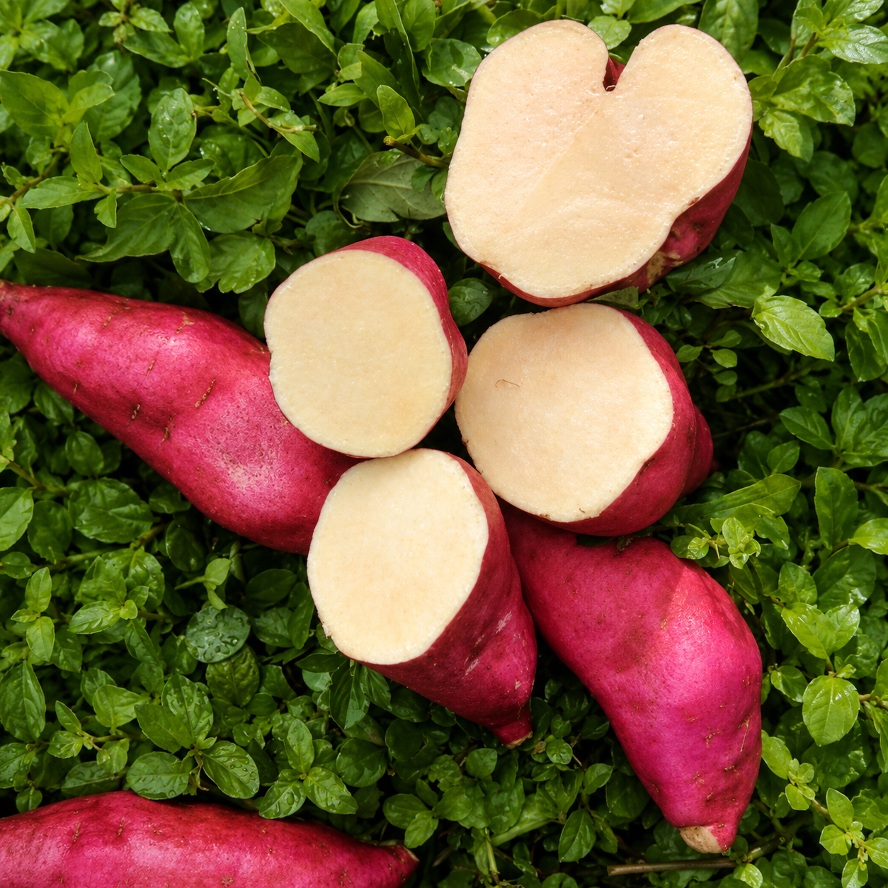 Camote fresco de Costa Rica — fresh sweet potato