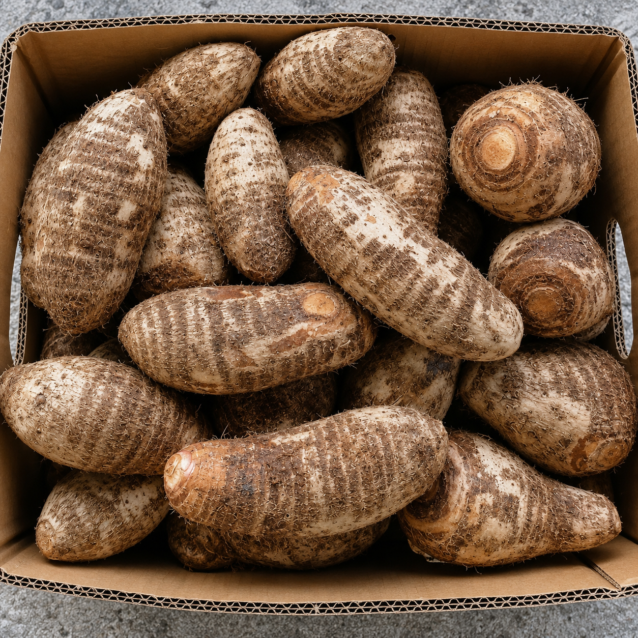 Eddoes frescos de Costa Rica — fresh eddoes taro corms