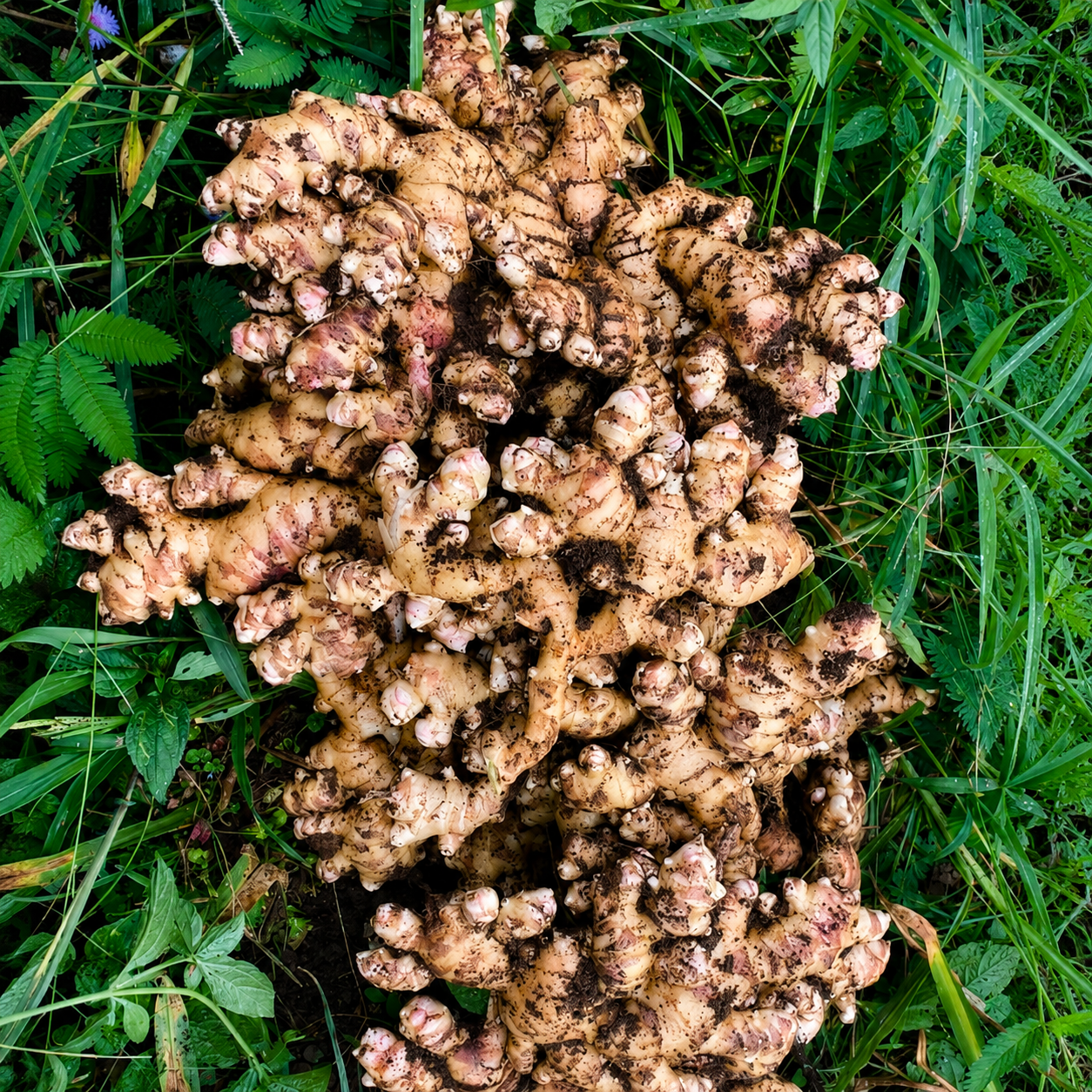 Jengibre fresco de Costa Rica — fresh ginger root