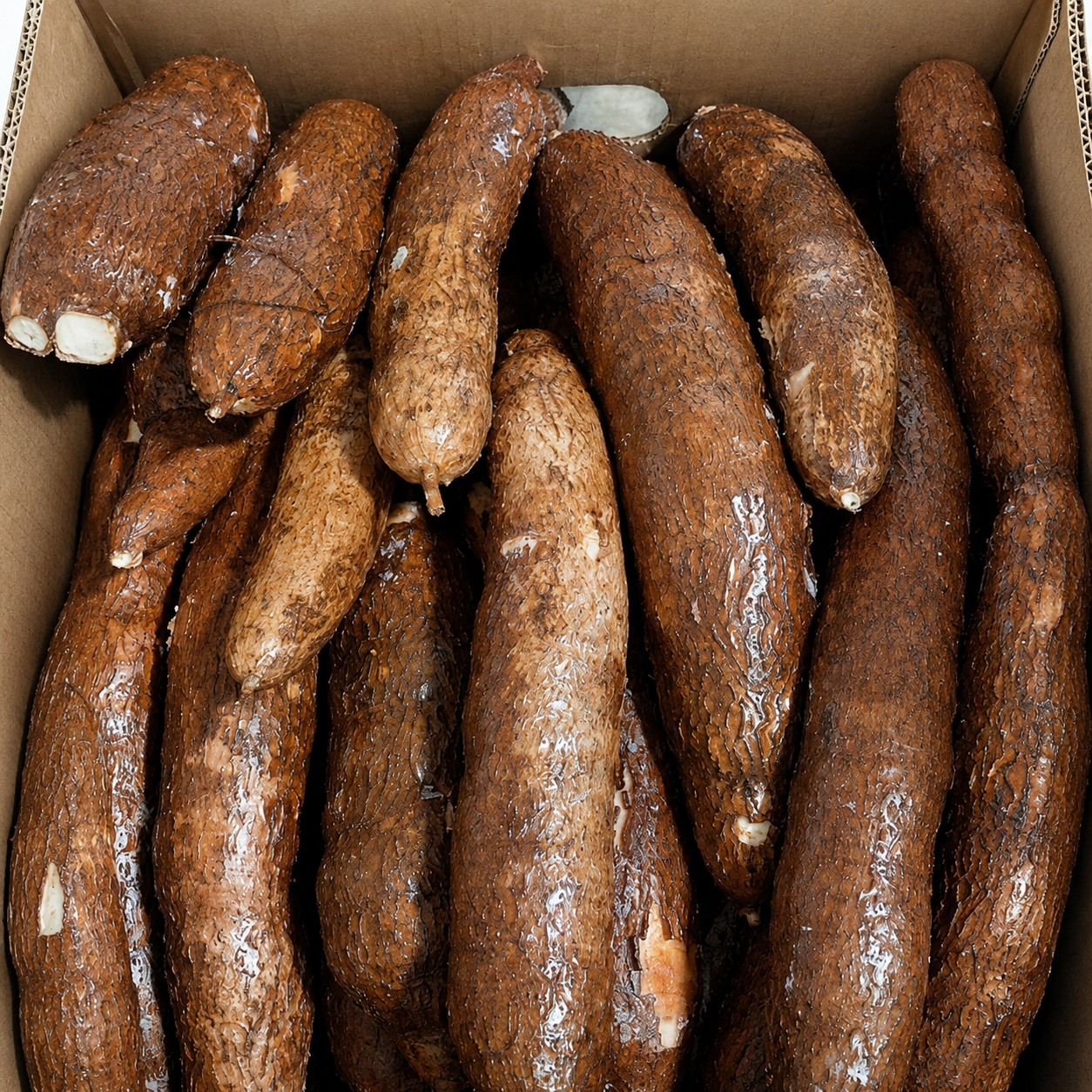 Yuca Señorita fresca de Costa Rica — fresh señorita cassava
