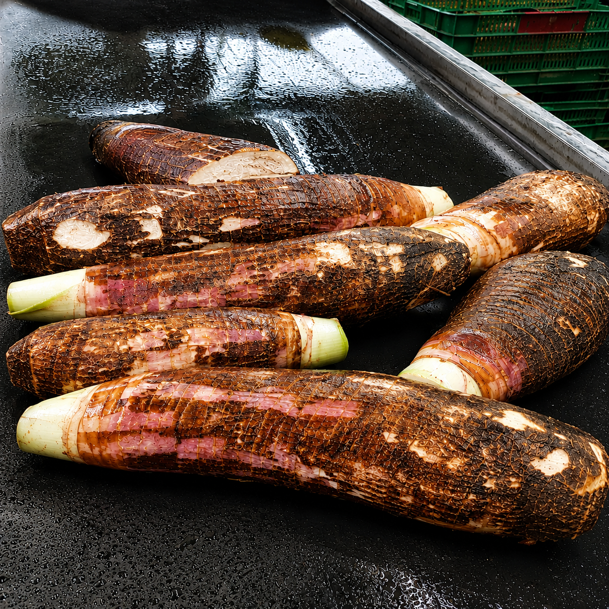 Malanga fresca de Costa Rica — taro root