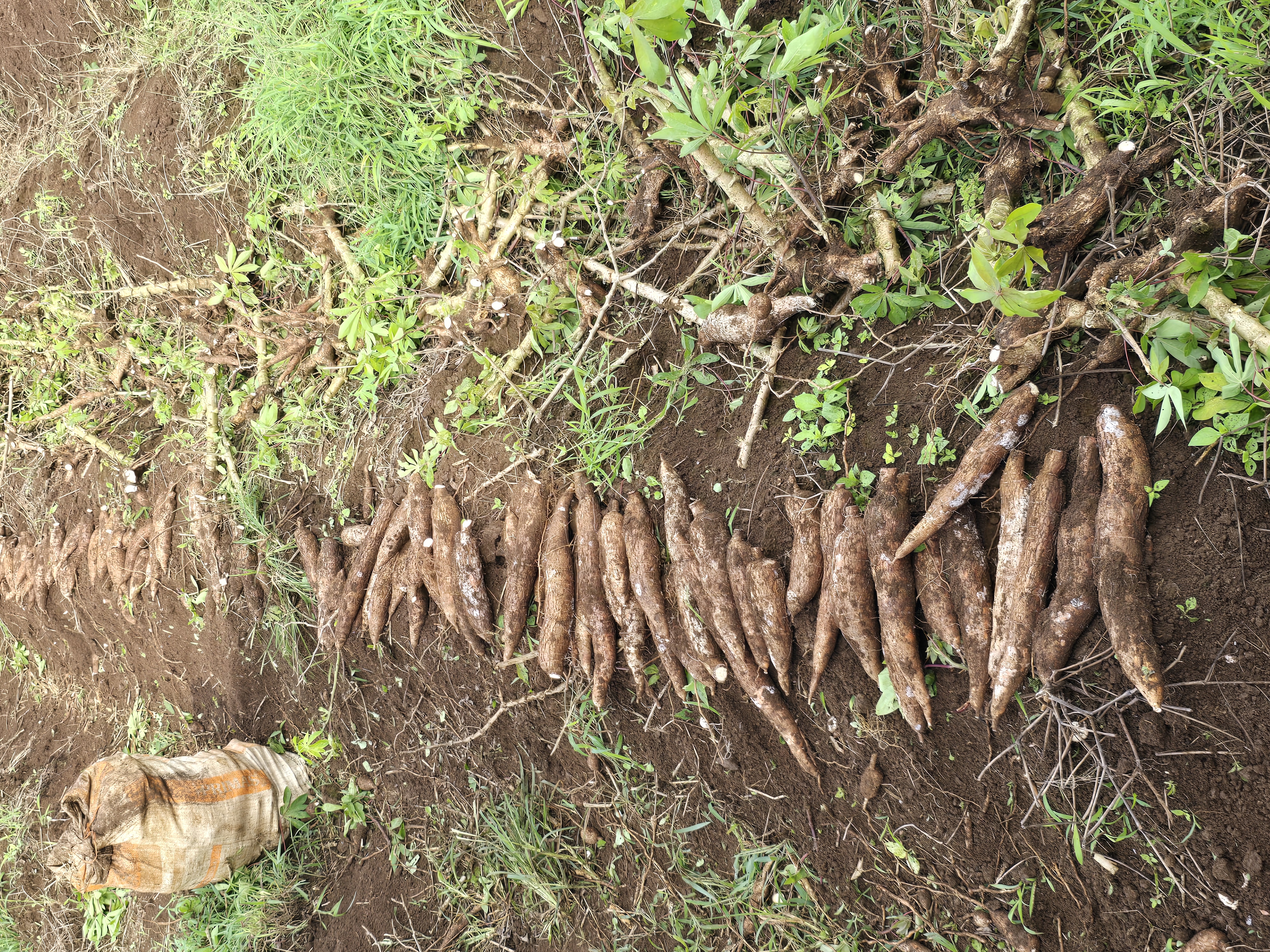 Cosecha de productos agrícolas